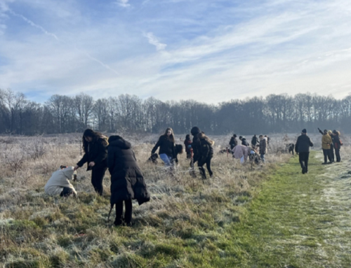 Tree Planting