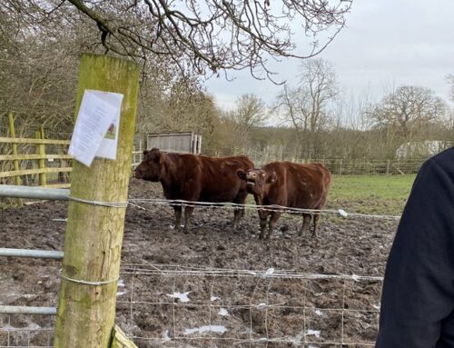 WOHAA group Heartwork